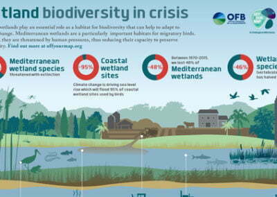 Wetland Biodiversity is in Crisis – Infographic