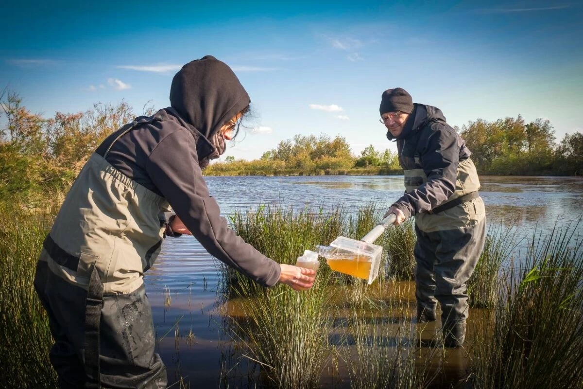 wetland ecological restoration sampling